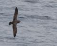 Flesh-footed Shearwater